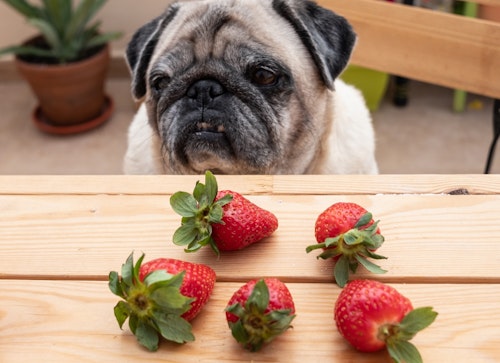 犬に与えてもいい果物はどれ 食べたら危険な果物も解説 わんクォール