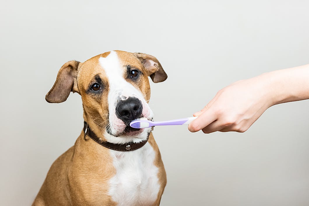 初めてでも安心 犬の歯磨き 基本のやり方やコツ 嫌がるときの対処法をご紹介 わんクォール