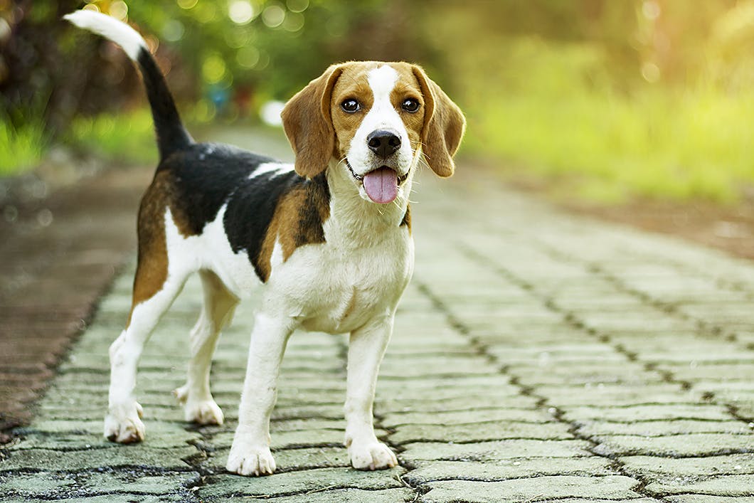 ビーグルってどんな犬種 性格 特徴 かかりやすい病気などを解説 わんクォール