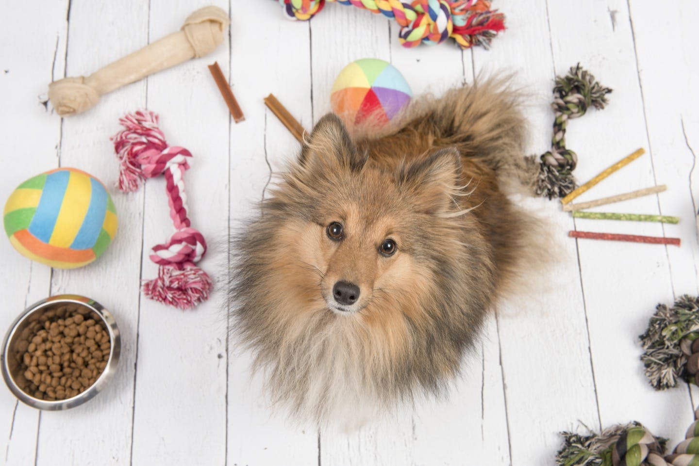 子犬を迎えるときの初期費用は?犬用グッズにかかるお金を解説