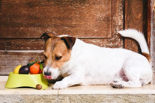 犬に与えてもいい果物はどれ 食べたら危険な果物も解説 わんクォール 犬に与えてもいい果物はどれ 食べたら危険な果物も解説 わんクォール
