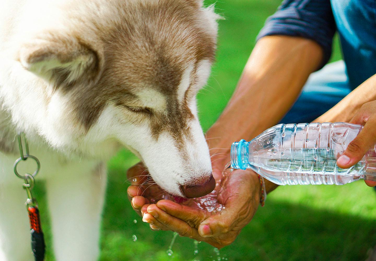 夏に犬の散歩をする際の注意点は 適した時間帯や熱中症を防ぐグッズについて解説 獣医師監修 わんクォール