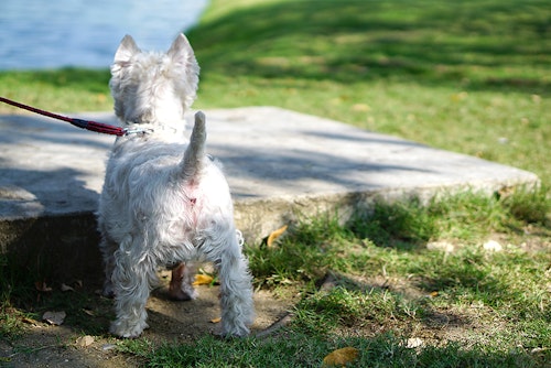 犬の肛門腺絞りはしないと危険 肛門腺絞りのコツや注意点 わんクォール