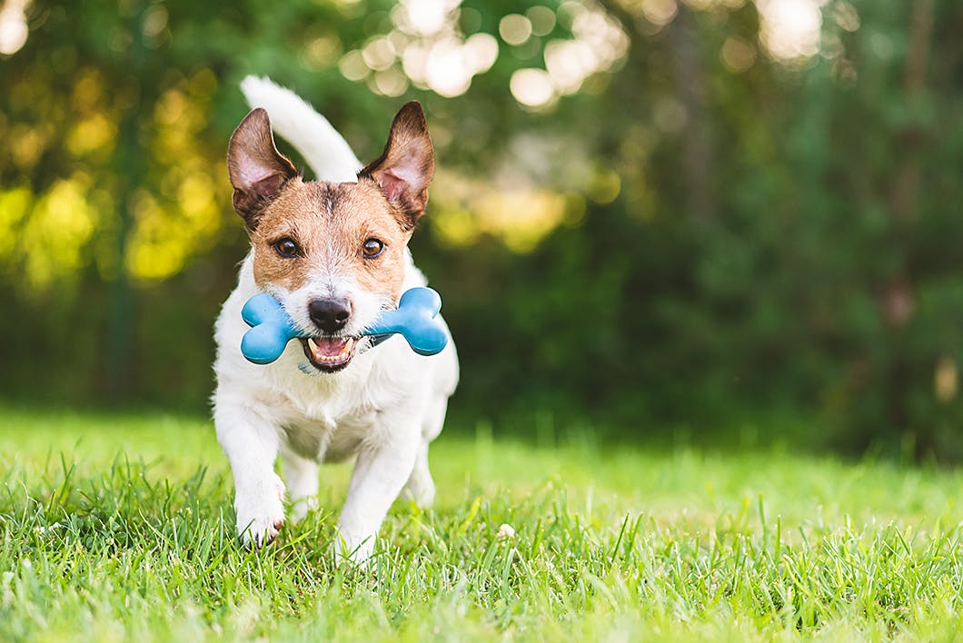 犬が遊びや散歩中に突然走り出す理由 それは意外な気持ちでした わんクォール