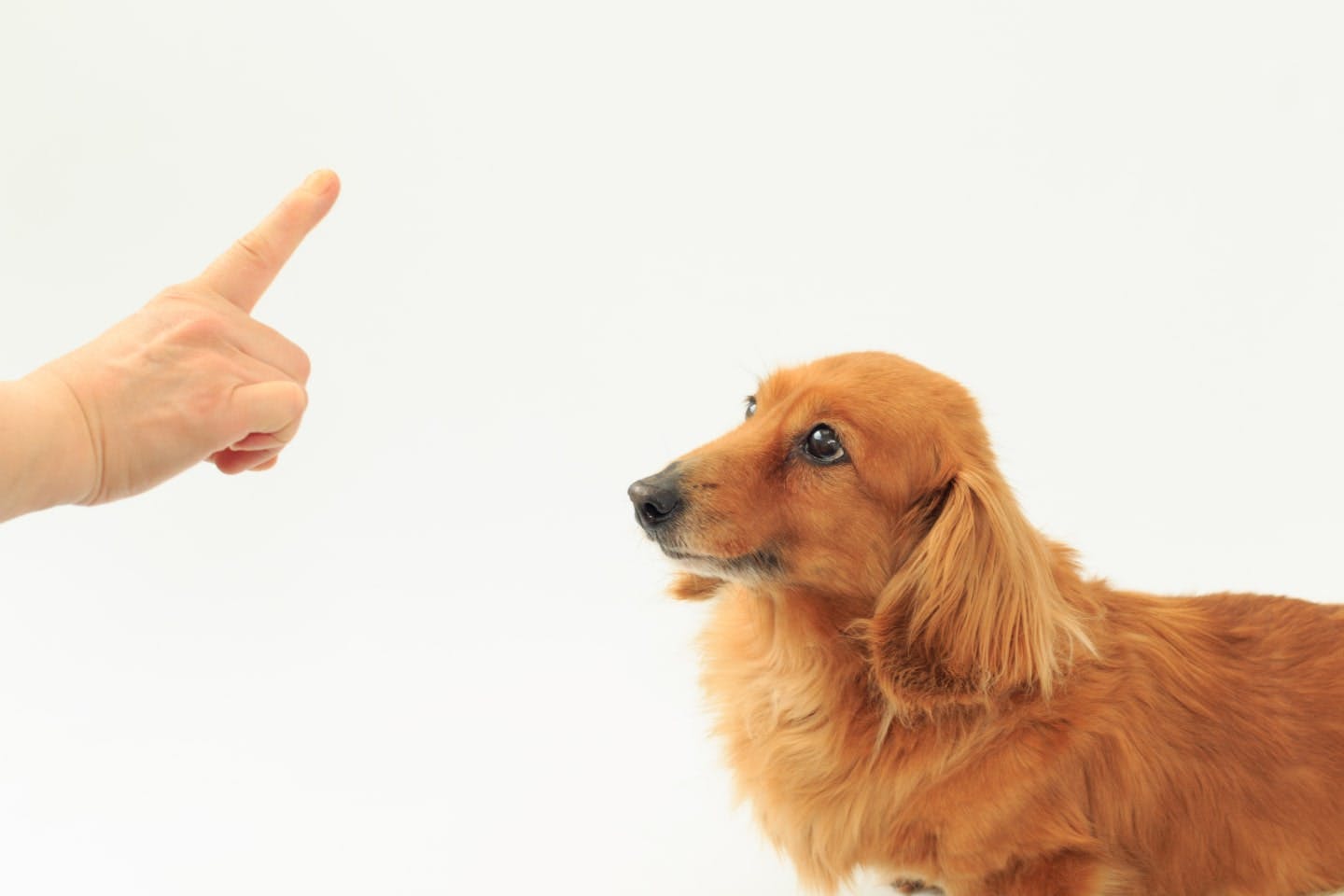 鳴き声が気になる犬のトレーニング方法