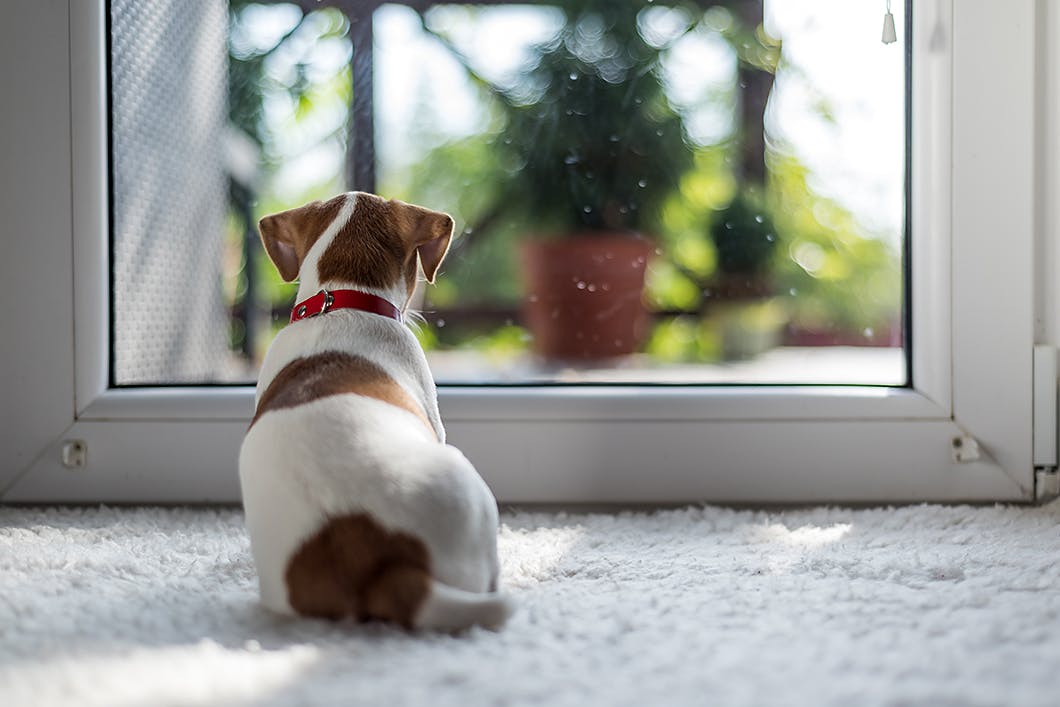 獣医師監修 警戒しやすいものに慣れさせよう 吠えない犬に育てるしつけの方法 Training しつけ わんクォール