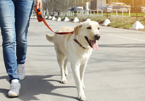 夏に犬の散歩をする際の注意点は 適した時間帯や熱中症を防ぐグッズについて解説 獣医師監修 わんクォール