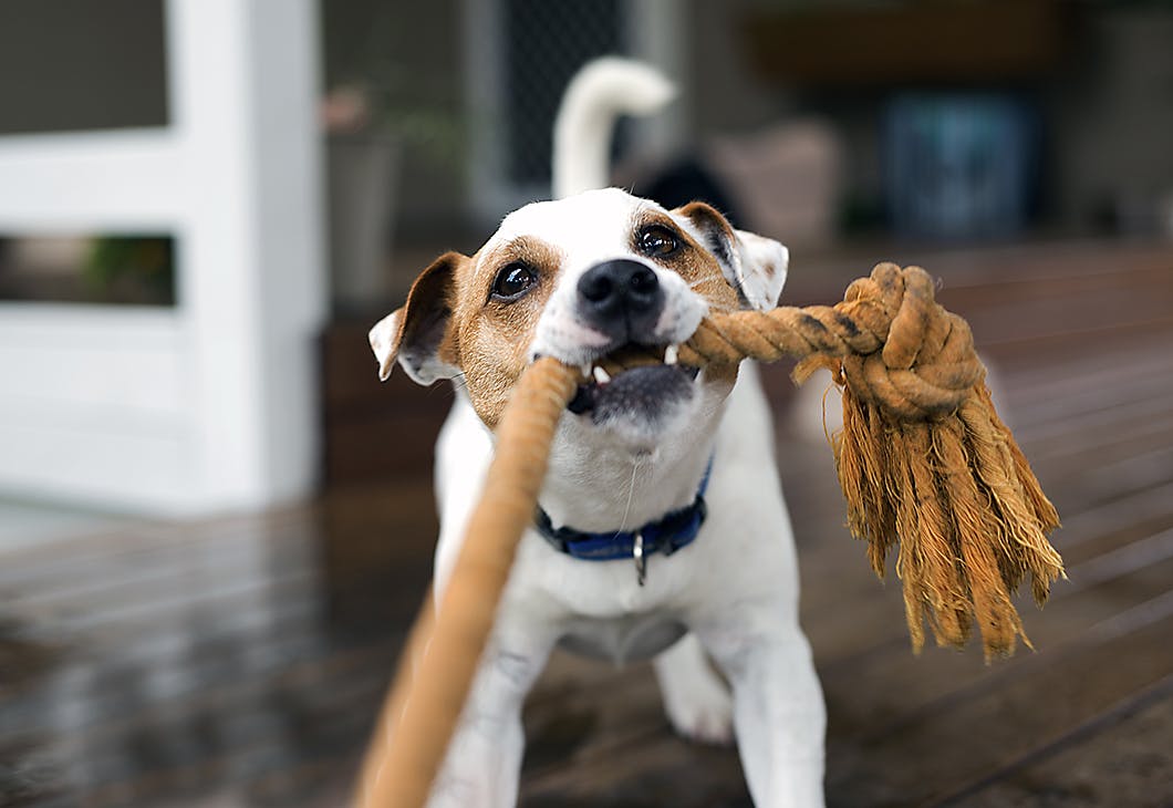 愛犬の遊びの「催促吠え」を防ぐ習慣