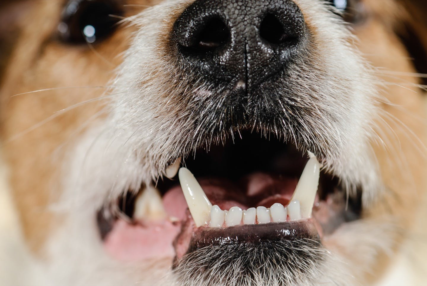 犬の歯に歯垢や歯石がたまっていたら歯周病の可能性
