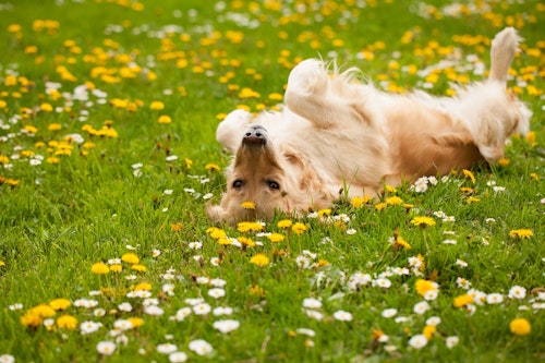 【獣医師監修】犬が体を床にこすりつける理由や心理とは？スリスリする場所やシーン別に解説