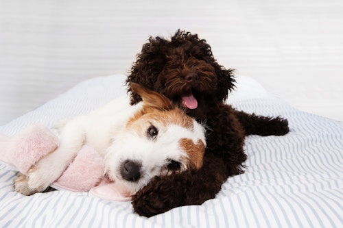 愛犬は多頭飼いに向いている 犬の多頭飼いをする前に準備すべきこと わんクォール 愛犬は多頭飼いに向いている 犬の多頭飼いをする前に準備すべきこと わんクォール