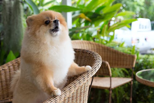 子犬が吠えるワケが知りたい 理由と対策 しつけ方をご紹介 わんクォール 子犬が吠えるワケが知りたい 理由と対策 しつけ方をご紹介 わんクォール