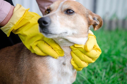 獣医師監修 犬のノミ マダニ対策法とは 見つけた時の対処 予防テクを紹介 わんクォール