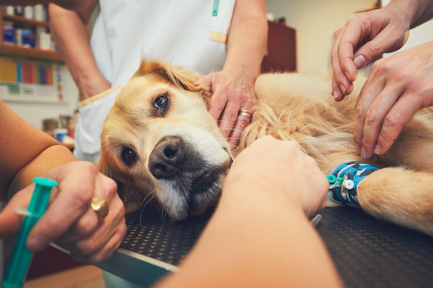 動物病院で治療を受ける犬