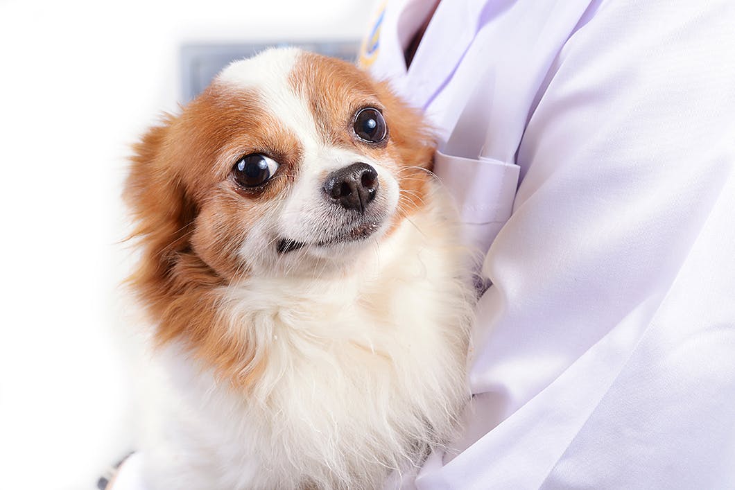 愛犬の腫瘍を早期発見するために飼い主にできること