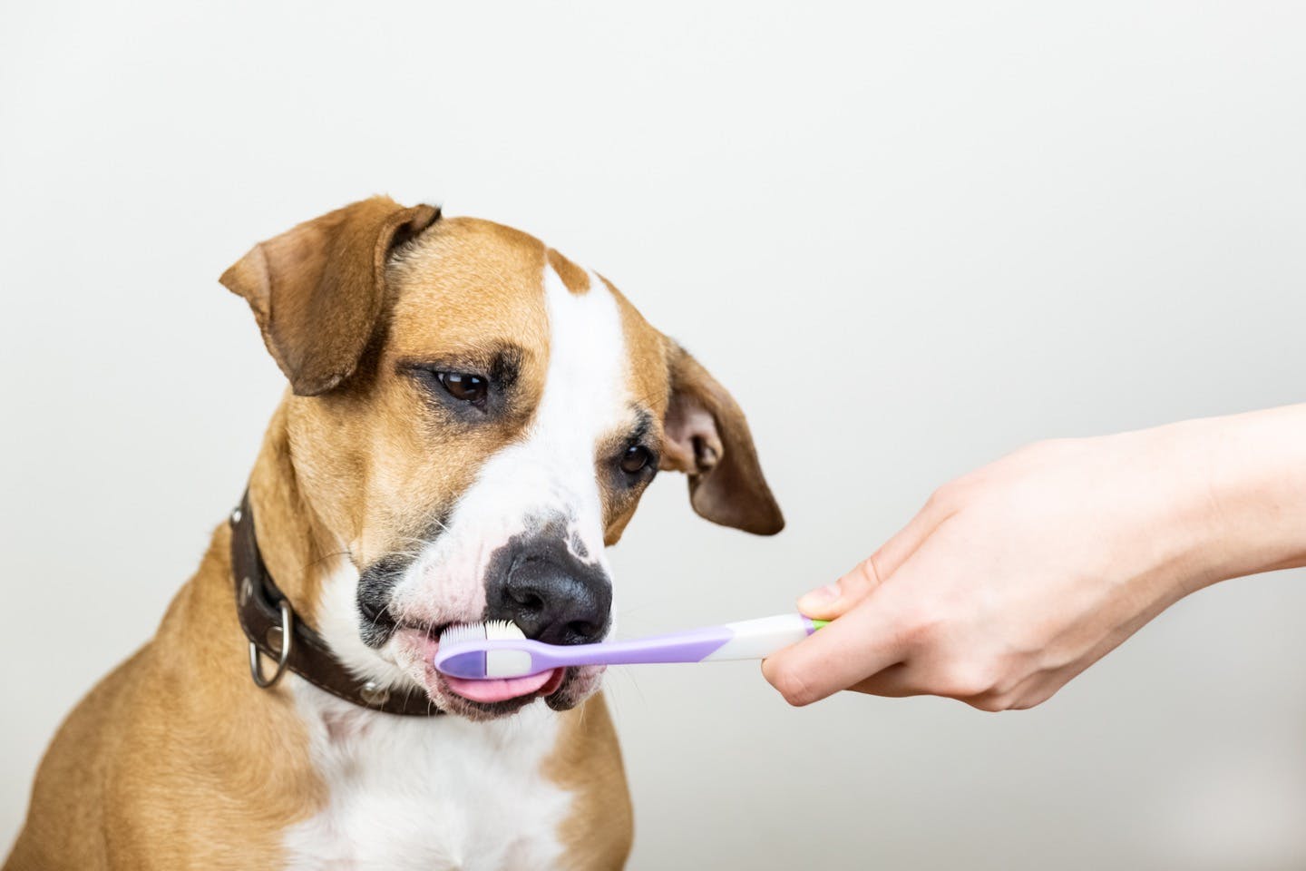 【獣医師監修】犬の歯周病は歯みがきで対策！　予防の4つのポイント