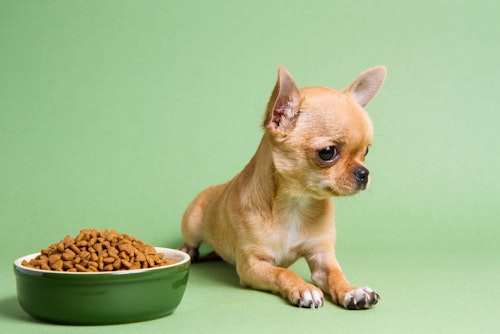 犬が急にご飯を食べなくなる理由とは 考えられる病気や病院に行くべき症状について解説 獣医師監修 わんクォール 犬が急にご飯を食べなくなる理由とは 考えられる病気や病院に行くべき症状について解説 獣医師監修 わんクォール