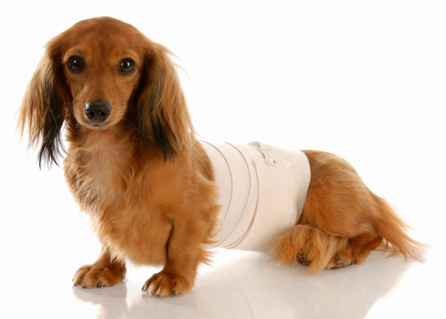 獣医師監修 犬がお腹を触られるのを嫌がる 考えられる病気は 犬の健康診断 わんクォール