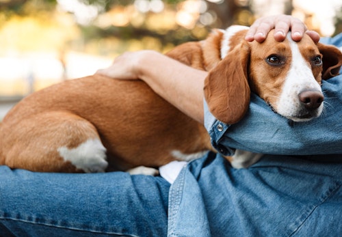 わんちゃんが病院を嫌がる理由とは スムーズに連れていく方法を獣医師に聞いてみた わんクォール わんちゃんが病院を嫌がる理由とは スムーズに連れていく方法を獣医師に聞いてみた わんクォール