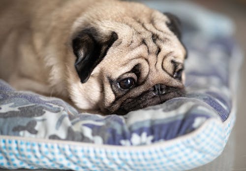 獣医師監修 犬も健康に腸内環境が関係している 毎日の食事や生活の中で気をつけるべきポイントを解説 わんクォール