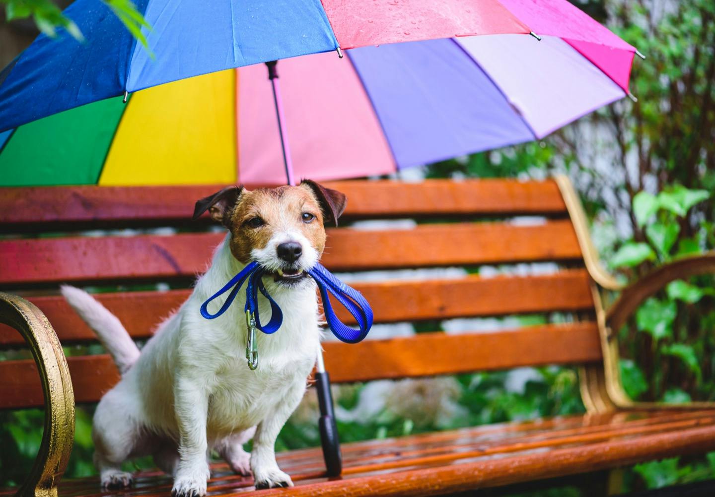 成犬がストレスを感じる原因　雨の日の犬