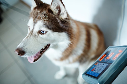 犬の体重を計測する