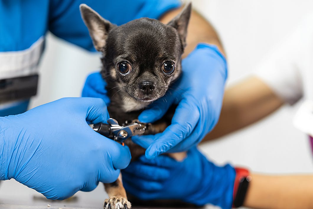 ケガの原因に 犬の爪切りの必要性や頻度 コツ 注意点をチェック Care お手入れ わんクォール