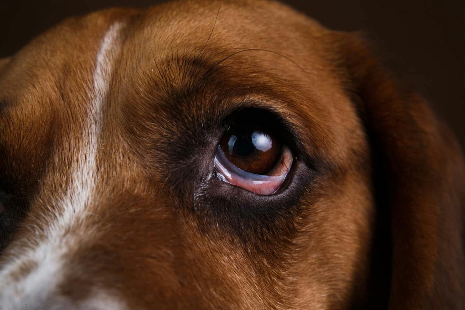犬 の 目 が 赤い