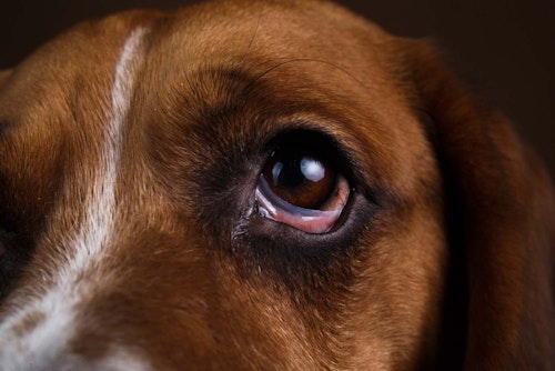 犬の目が赤い 充血している原因は 病院に連れて行くべき症状と 考えられる病気や対処法について解説 獣医師監修 わんクォール 犬の目が赤い 充血している原因は 病院に連れて行くべき症状と 考えられる病気や対処法について解説 獣医師監修 わんクォール