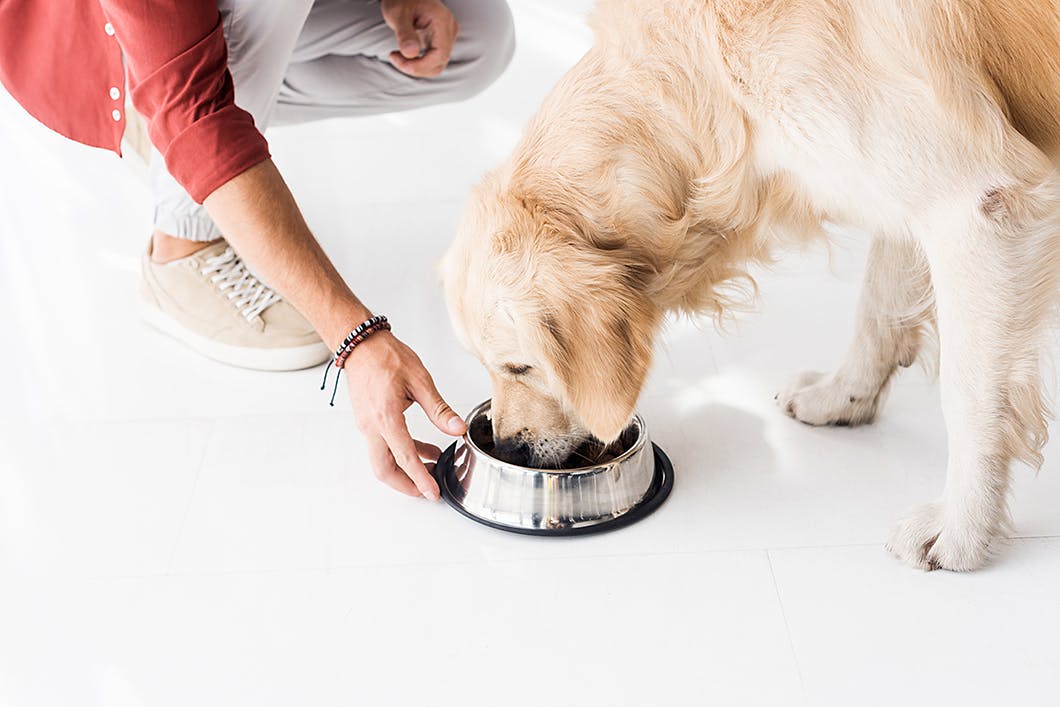 食事や排せつ物からも愛犬の健康をチェック　病気の早期発見
