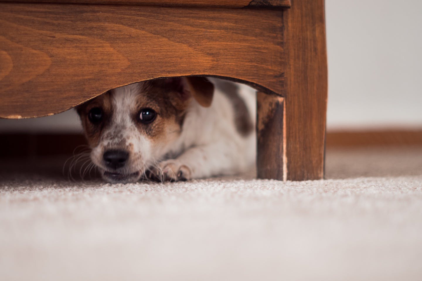 犬を上手にしつけるには しつけ上手な飼い主さんがやらない3のコト Training しつけ わんクォール