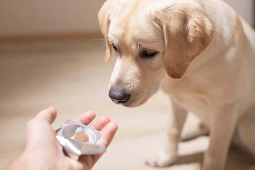 シニア犬が薬を飲んでくれない 上手に飲ませるコツを獣医師が伝授 わんクォール シニア犬が薬を飲んでくれない 上手に飲ませるコツを獣医師が伝授 わんクォール