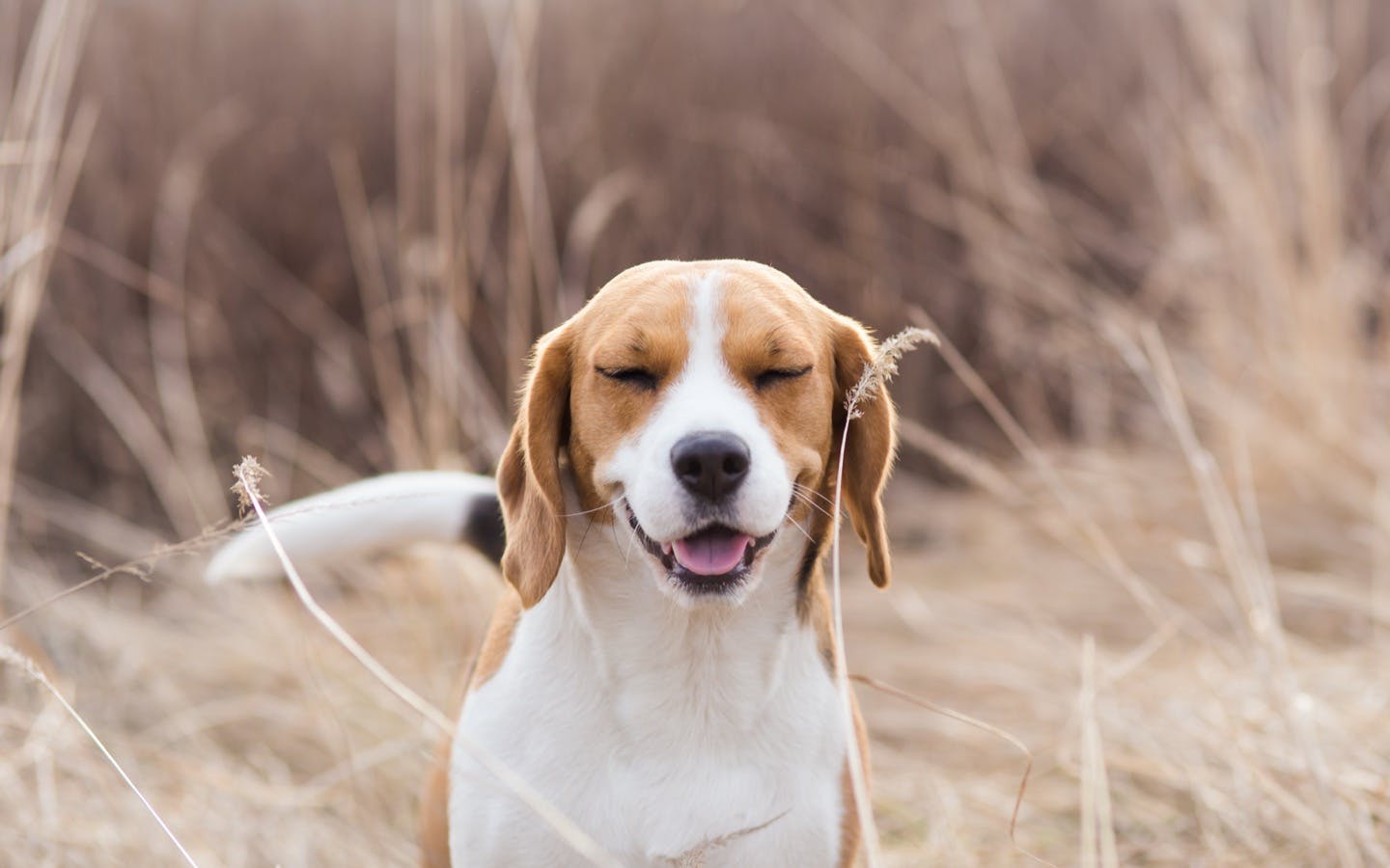 獣医師監修 犬の鼻が乾くのは病気のサイン 鼻水や鼻血の原因は Illness 病気 わんクォール