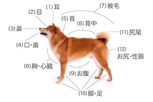 獣医師監修 愛犬の体調を把握するために毎日チェックすべきポイントとは 犬の健康診断 わんクォール 獣医師監修 愛犬の体調を把握するために毎日チェックすべきポイントとは 犬の健康診断 わんクォール
