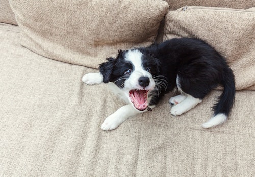 犬が雷を怖がる理由と対処法とは 逆効果になる飼い主のng行動や留守番中はどうすればいいかについて解説 獣医師監修 わんクォール 犬が雷を怖がる理由と対処法とは 逆効果になる飼い主のng行動や留守番中はどうすればいいかについて解説 獣医師監修 わんクォール