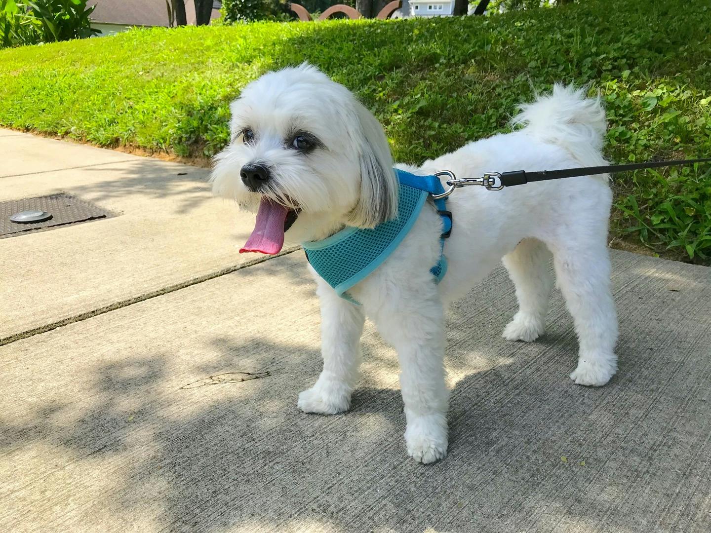 もしも散歩中に地震があったら！？愛犬を守るために取るべき行動とは