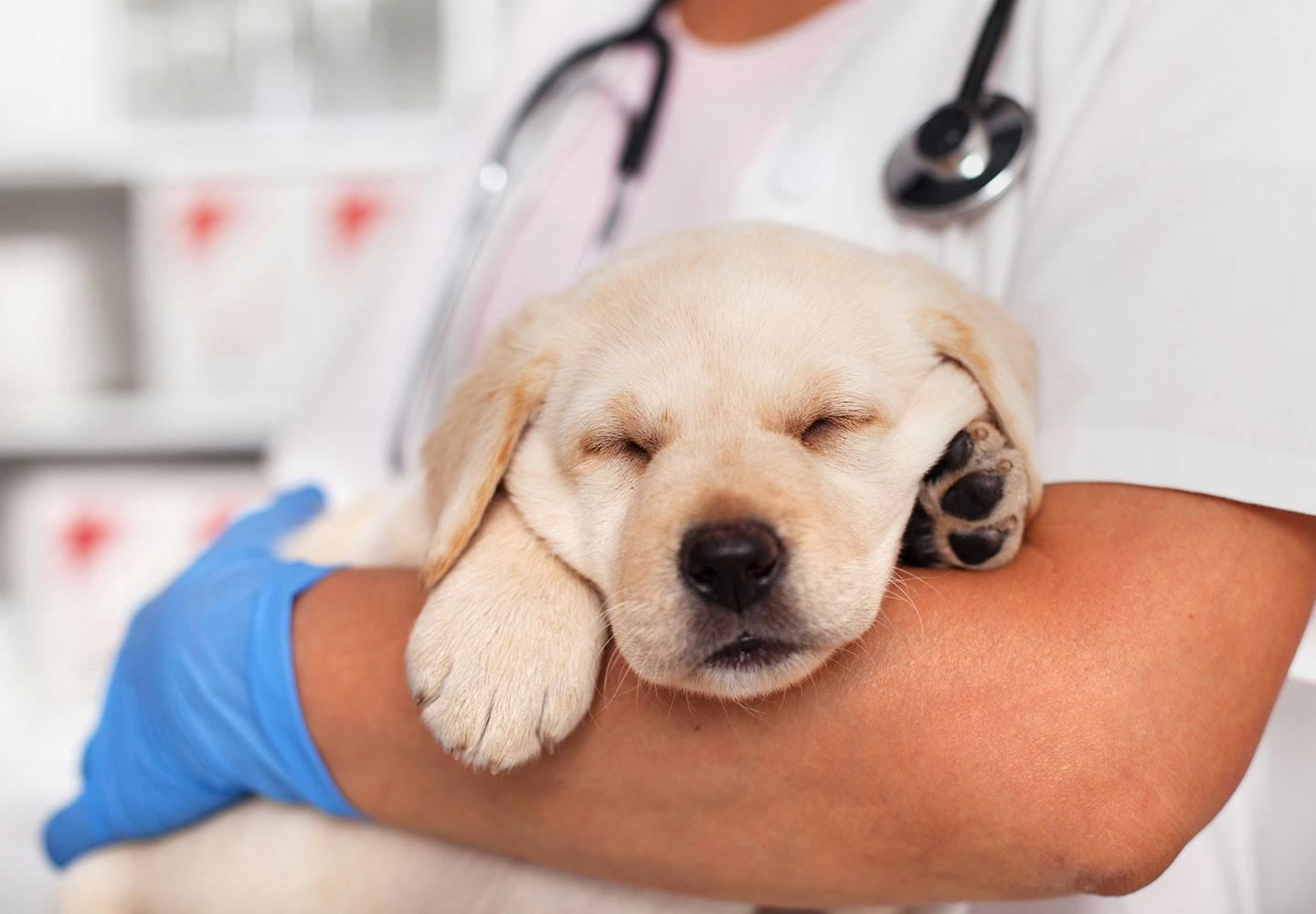 動物病院での愛犬の歯石除去について