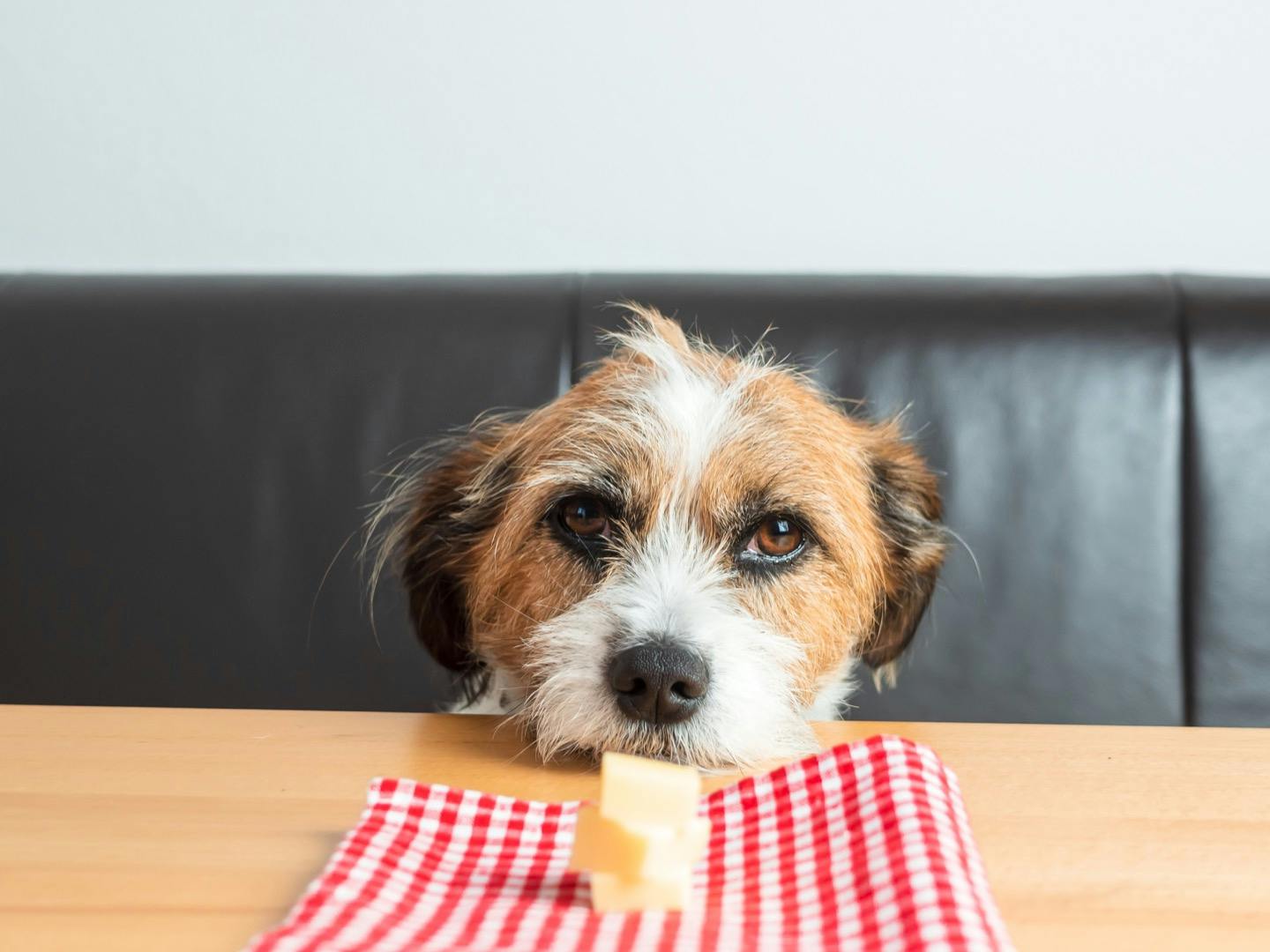 犬に食べさせても大丈夫 大豆製品 乳製品を与える際の注意点 Illness 病気 わんクォール