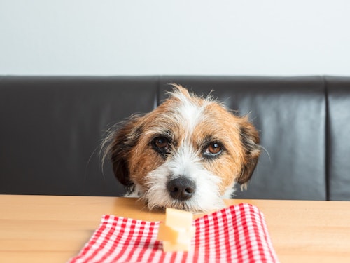 犬に食べさせても大丈夫？大豆製品・乳製品を与える際の注意点