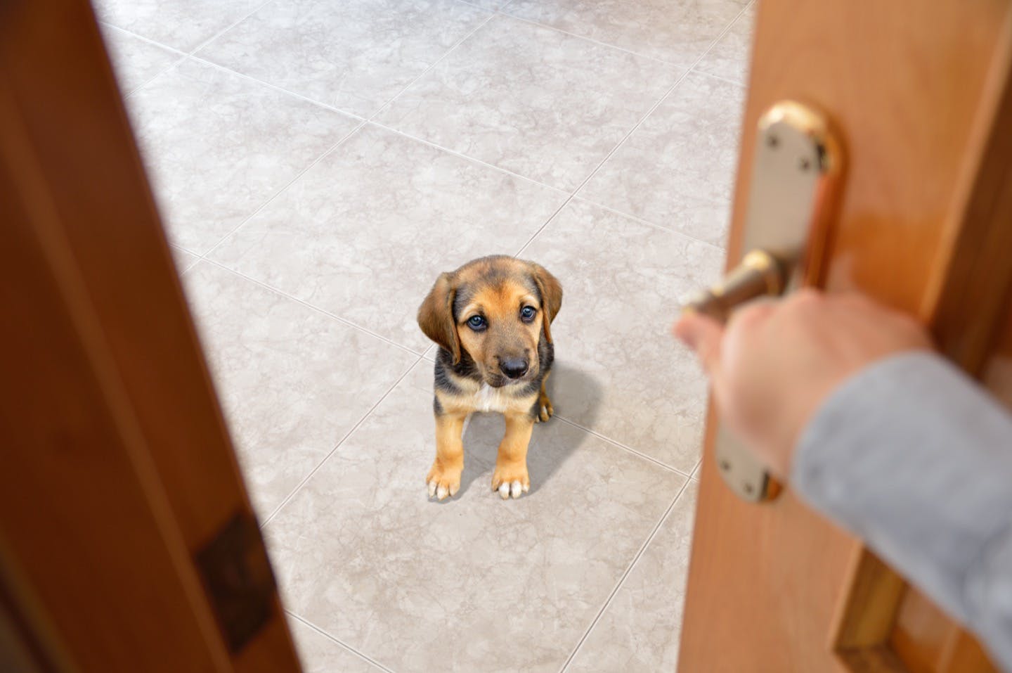 犬が留守番中トイレをしない ごはんを食べない 心配事にアドバイス Training しつけ わんクォール