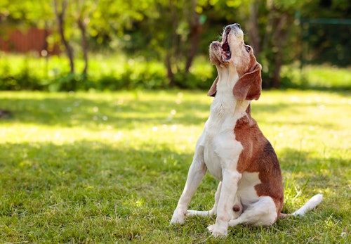 鳴き声で分かる犬の気持ちとは しつけと対処法についても解説 獣医師監修 わんクォール 鳴き声で分かる犬の気持ちとは しつけと対処法についても解説 獣医師監修 わんクォール