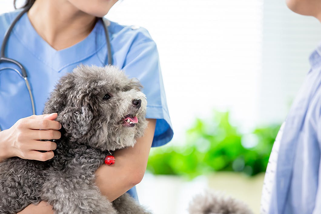 獣医師監修 犬の糖尿病とは 原因 症状 治療や予防法を解説 Illness 病気 わんクォール