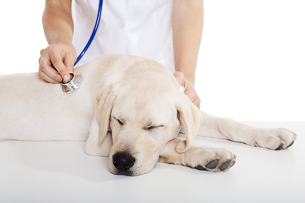 犬の膀胱炎の原因と症状