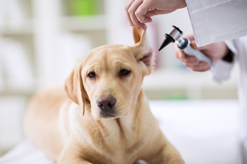 犬の耳掃除は必要？病気予防にも役立つ犬の耳掃除法＆注意点