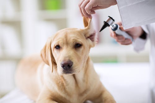 犬の耳掃除は必要 病気予防にも役立つ犬の耳掃除法 注意点 わんクォール