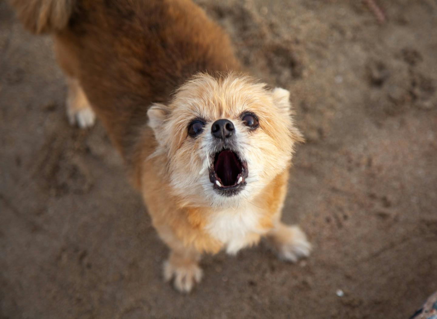 8カ月頃の子犬は反抗期 2才頃には第２反抗期も あるある な行動と対処法を解説 Communication コミュニケーション わんクォール