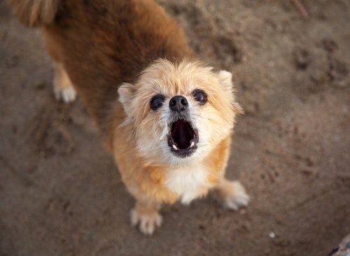 8カ月頃の子犬は反抗期 2才頃には第２反抗期も あるある な行動と対処法を解説 わんクォール