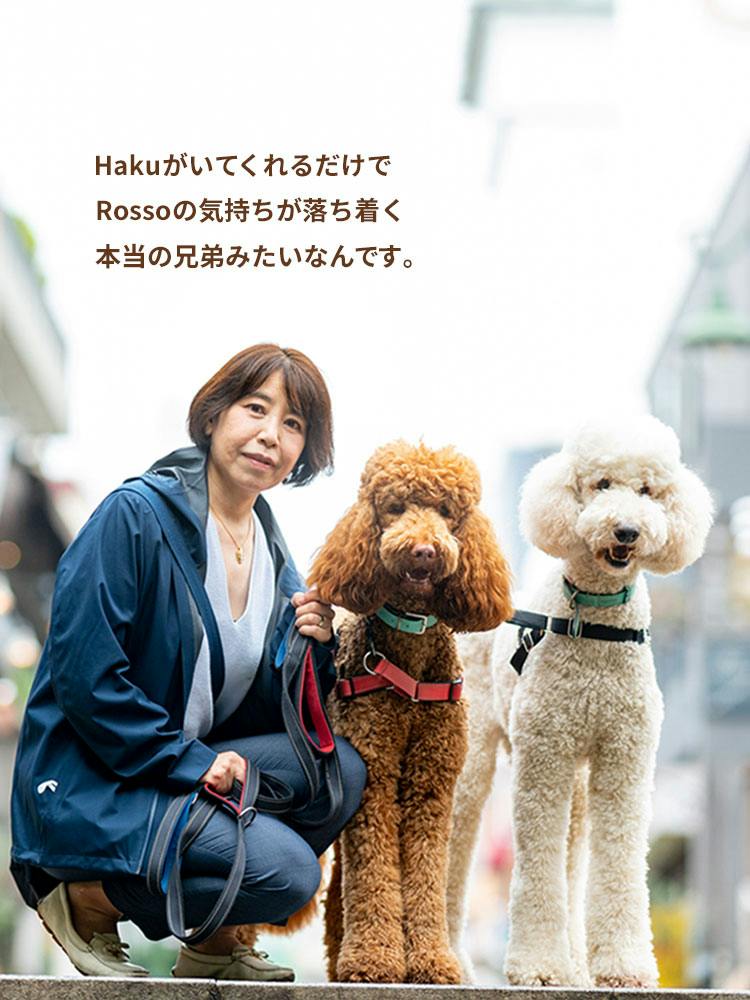 愛犬家の一日《WanScene071》さちえ & ハク・ロッソ（スタンダード