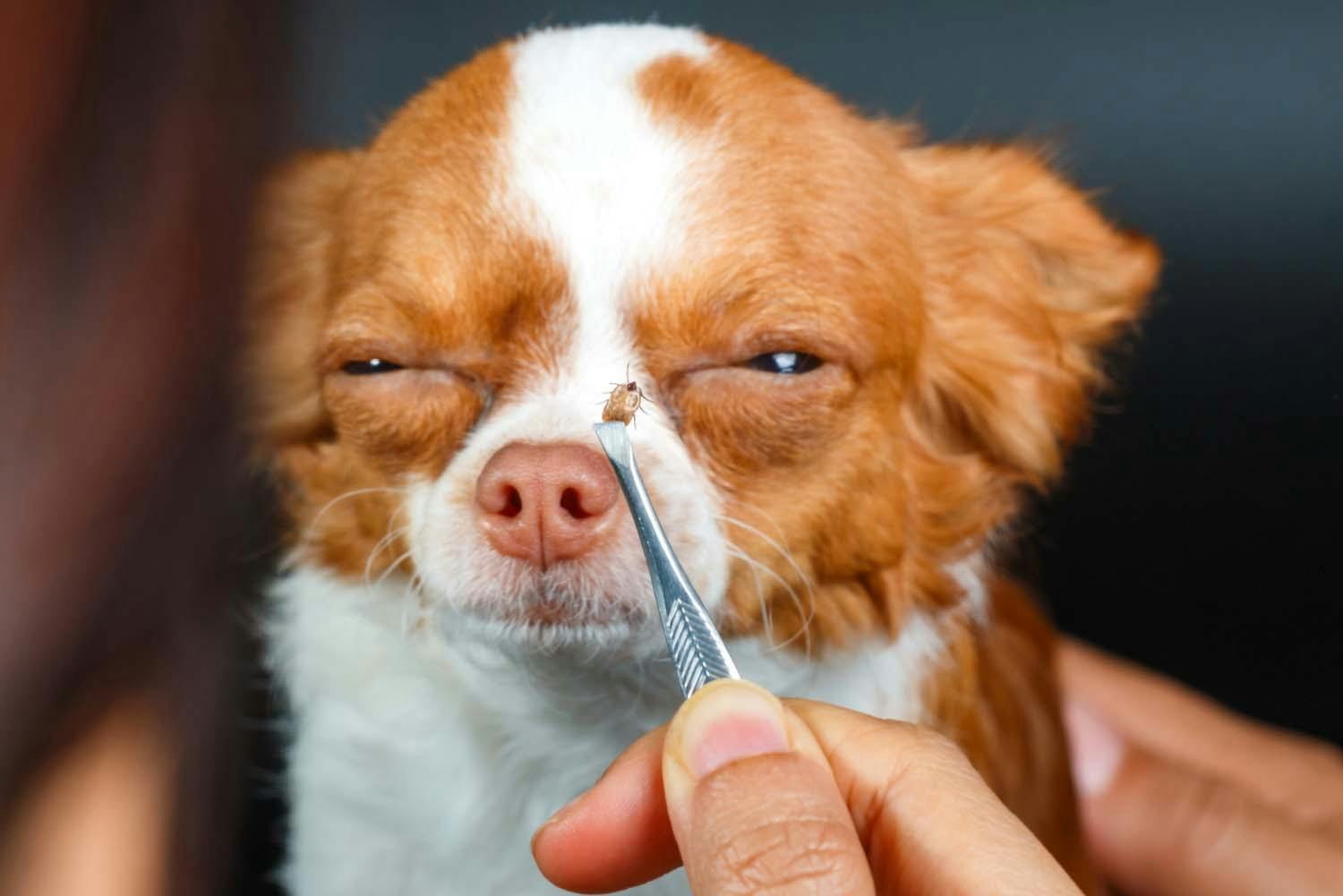 犬 鼻 の 頭 はげる