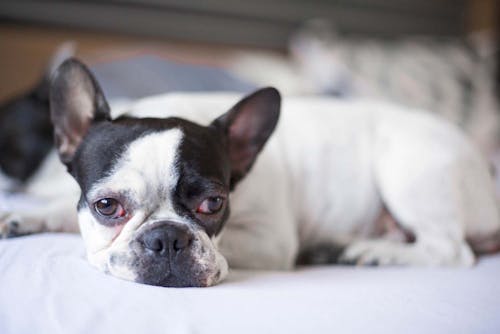 犬の目が赤い 充血している原因は 病院に連れて行くべき症状と 考えられる病気や対処法について解説 獣医師監修 わんクォール 犬の目が赤い 充血している原因は 病院に連れて行くべき症状と 考えられる病気や対処法について解説 獣医師監修 わんクォール